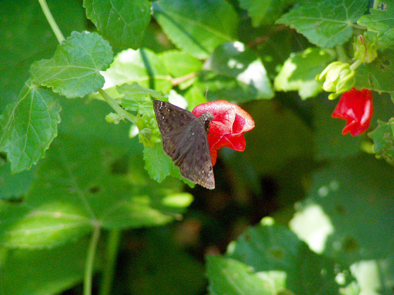 Turk's Cap - Common Sootywing Butterfly