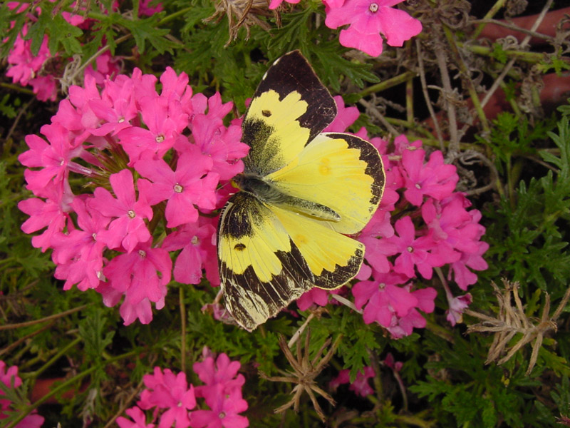 Verbena - Dogface Butterfly