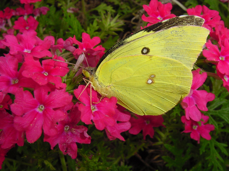 Verbena - Dogface Butterfly