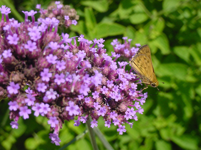 Verbena - Skipper Butterfly