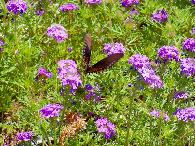 Verbena - Pipevine Swallowtail Butterfly