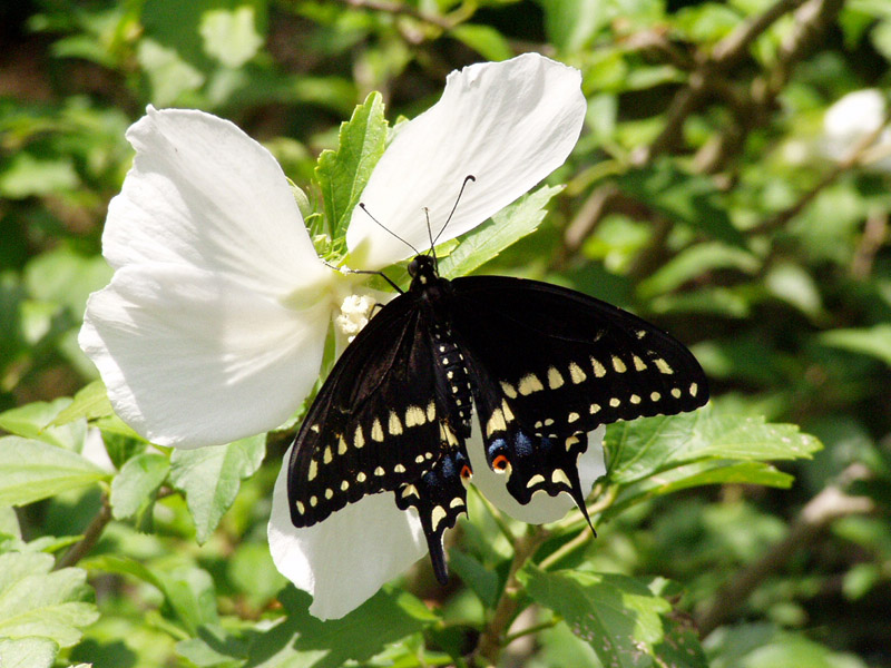 White Althea - Black Swallowtail Butterfly
