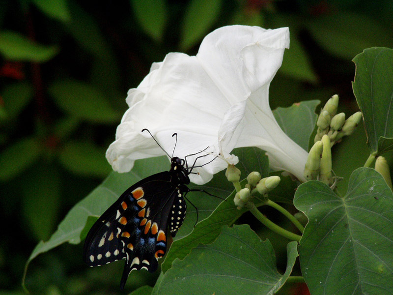 White Bush Morning Glory - Black Swallowtail Butterfly