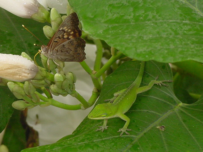 White Bush Morning Glory - Painted Lady Butterfly