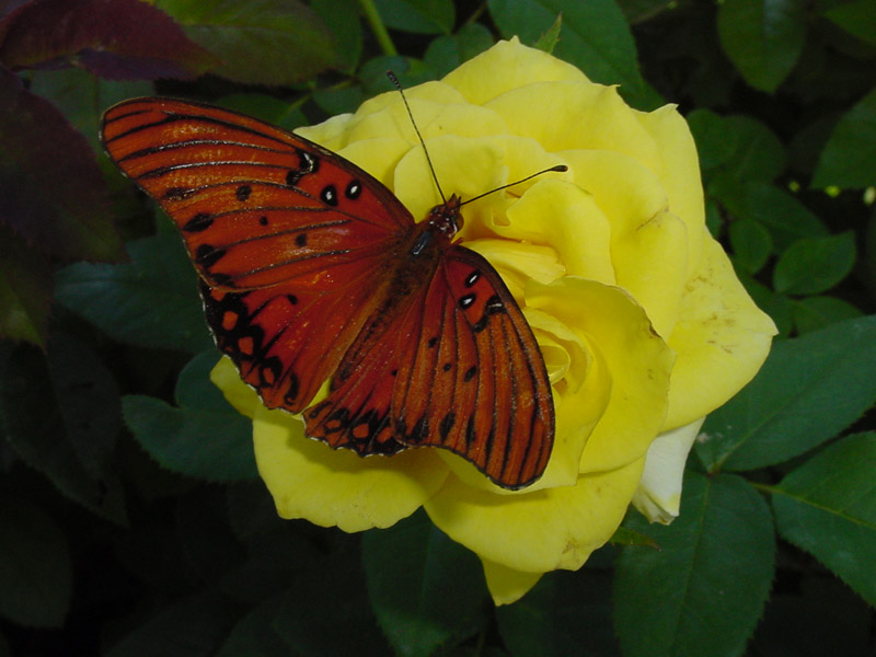 Yellow Rose - Gulf Fritillary Butterfly