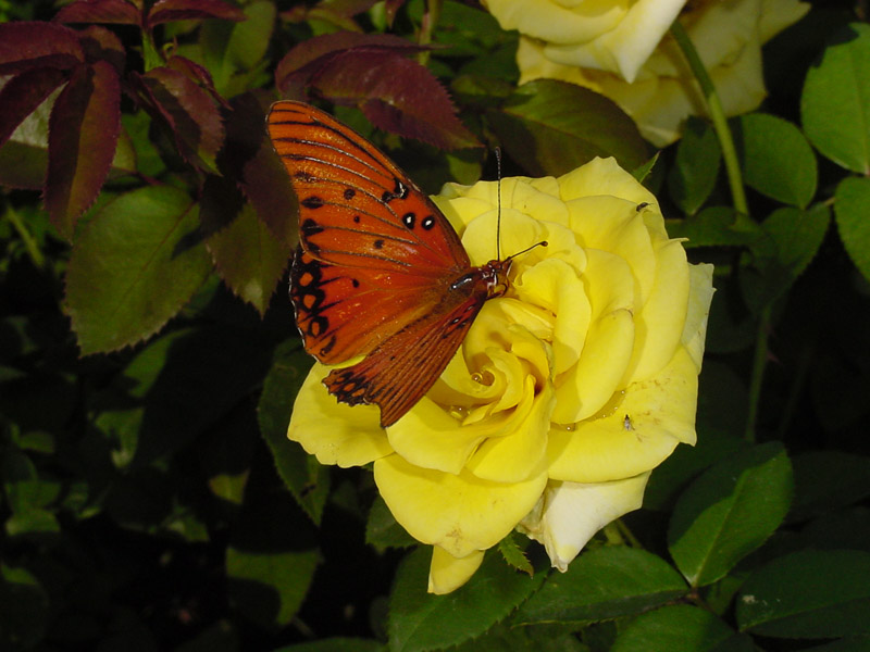 Yellow Rose - Gulf Fritillary Butterfly