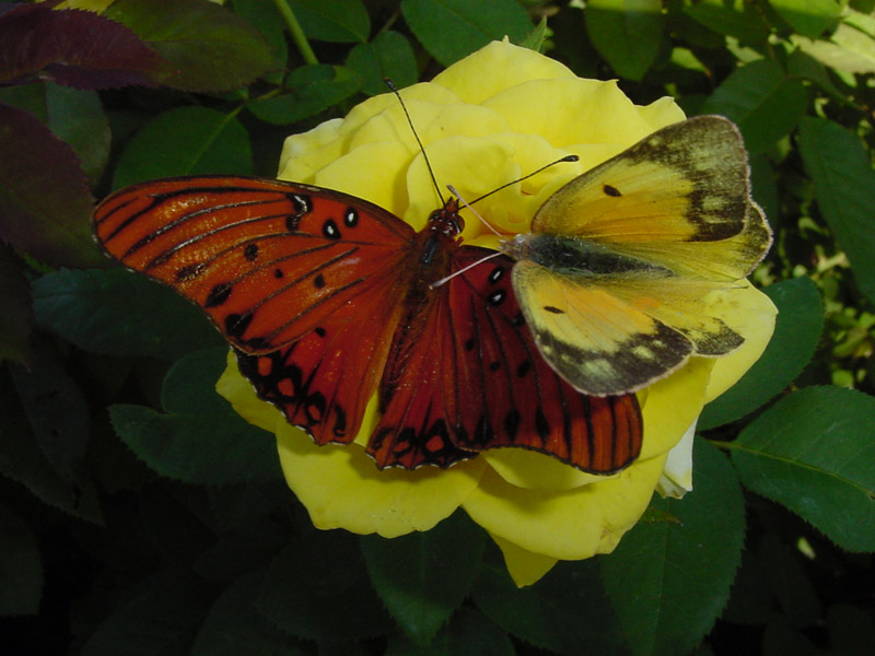 Yellow Rose - Gulf Fritillary and Orange Sulphur Butterflies
