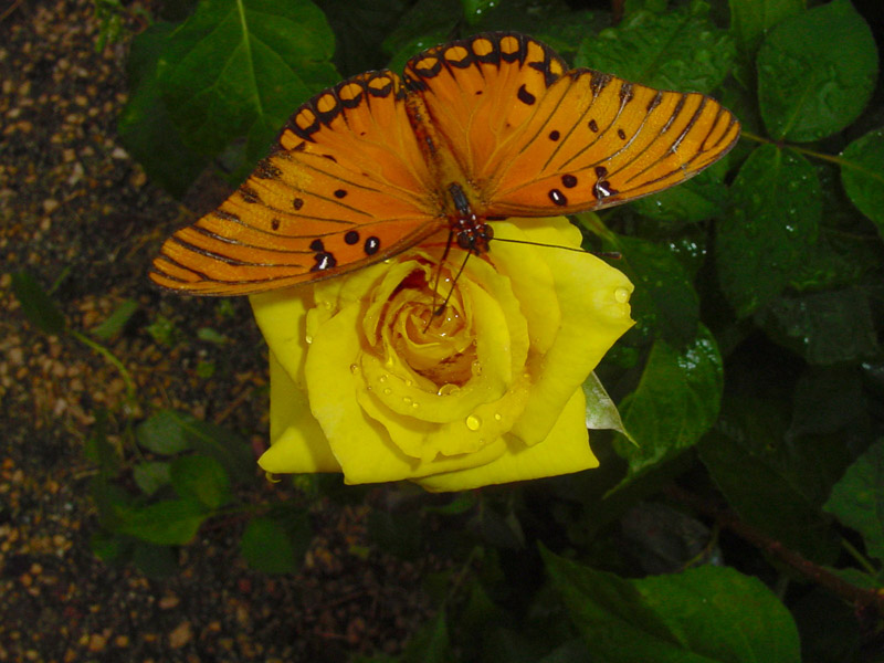 Yellow Rose Nacogdoches - Gulf Fritillary Butterfly
