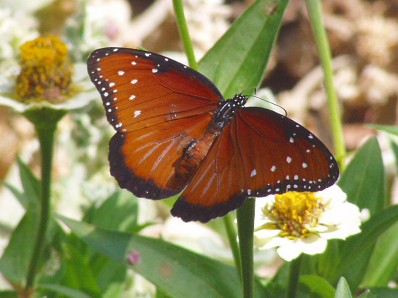 Zinnia - Queen Monarch Butterfly