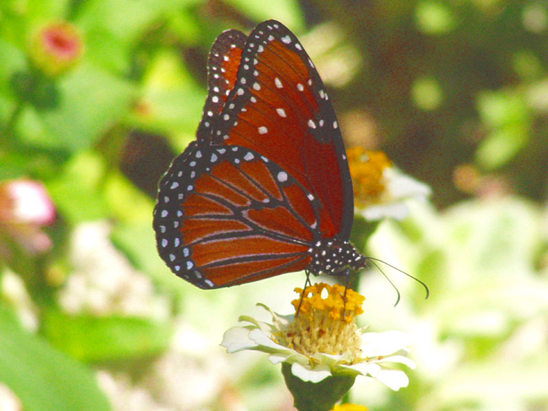 Zinnia - Queen Monarch Butterfly