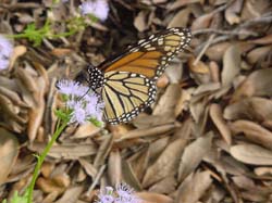 Ageratum-Monarch