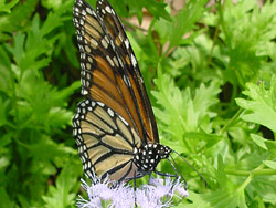 Ageratum-Monarch