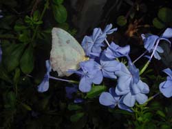 Cloudless Sulphur on Blue Plumbago