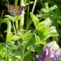 Bluebonnet-Texan Crescent