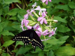 Black Swallowtail on Bouncing Bet-Black Swallowtail