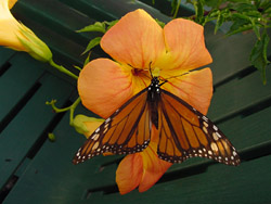 Chinese Trumpet Creeper-Monarch