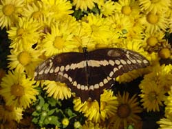 Giant Swallowtail on Chrysanthesums