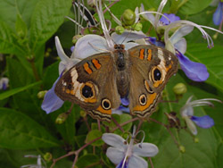 Clerodendrum 'Ugandense'-Common Buckeye