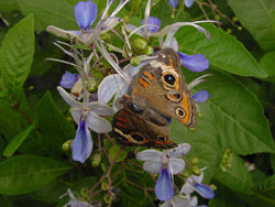 Common Buckeye on Clerodendrum 'Ugandense'