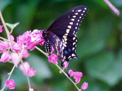 Black Swallowtail on Coral Vine