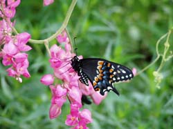 Black Swallowtail on Coral Vine