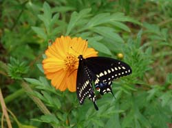 Black Swallowtail on Cosmos