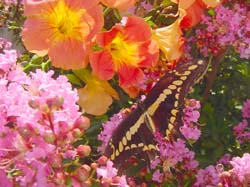 Giant Swallowtail on Crapemyrtle