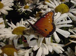 Daisy-Queen Monarch