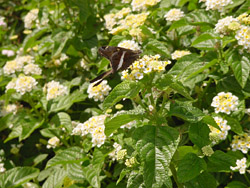 Denholm White Lantana-White Striped Longtail