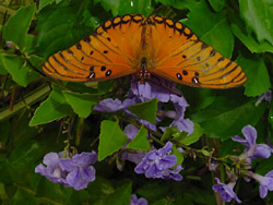 Duranta-Gulf Frillary