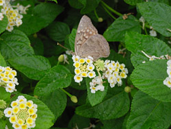 Dwarf Denholm White Lantana-Painted Lady