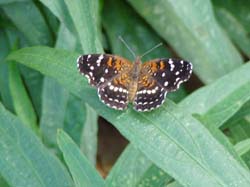 Texan Crescent on Dwarf Ruellia