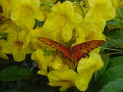 Esperanza-Gulf Fritilly