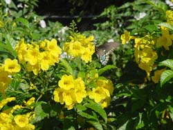 Esperanza-Pipevine Swallowtail