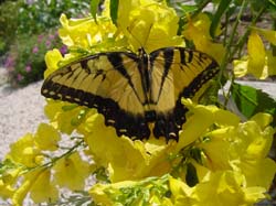 Tiger Swallowtail on Esperanza