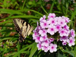 John Fanick's Phlox-Tiger Swallowtail