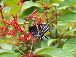 Black Swallowtail on Firebush