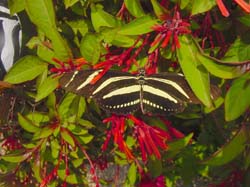 Firebush-Zebra Longwing