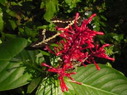 Giant Swallowtail on Firespike