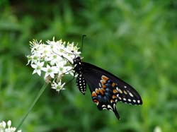 Black Swallowtail on Garlic Chive