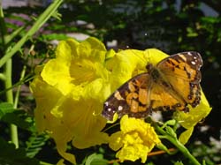 Painted Lady on Gold Star Esperanza