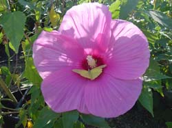 Hibiscus-Sulphur Butterfly