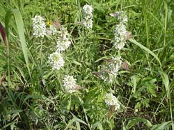 Horsemint