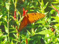 Hummingbird Bush-Gulf Fritillary