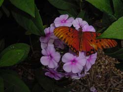 John Fanick Perennial Phlox-Gulf Fritillary