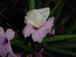 Cloudless Sulphur on Katie Dwarf Ruellia