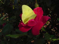 Knockout Rose-Cloudless Sulphur