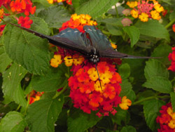 Pipevine Swallowtail on Lantana