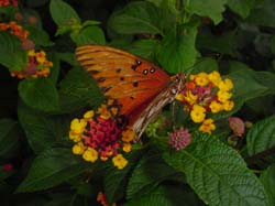 Lantana-Gulf Fritillary