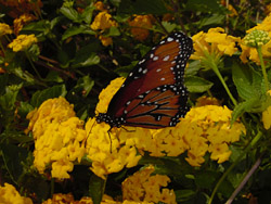 Old Lantana-Monarch